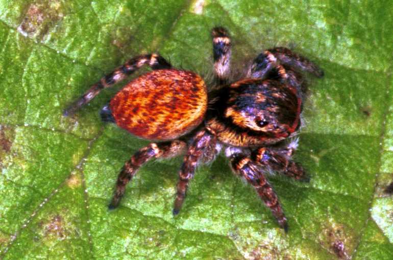 Carrhotus_xanthogramma_RF0729_Z_84_Les Gris_Frankrijk.jpg